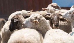 Құрбандық шалуға арналған орындар белгіленді
